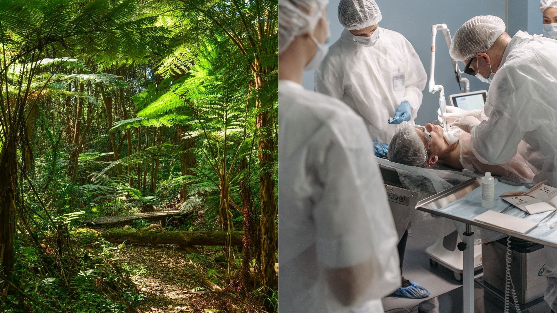 Smrť po užití ayahuascy