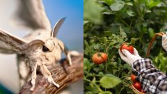 hymz, rastliny, moľa, paradajky