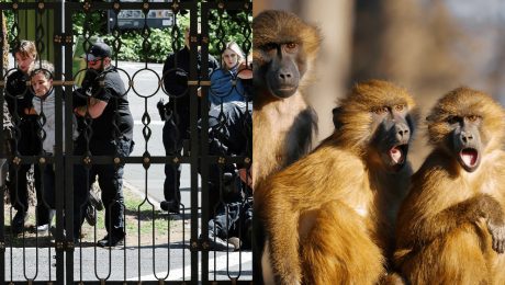 Zabitie 12 paviánov