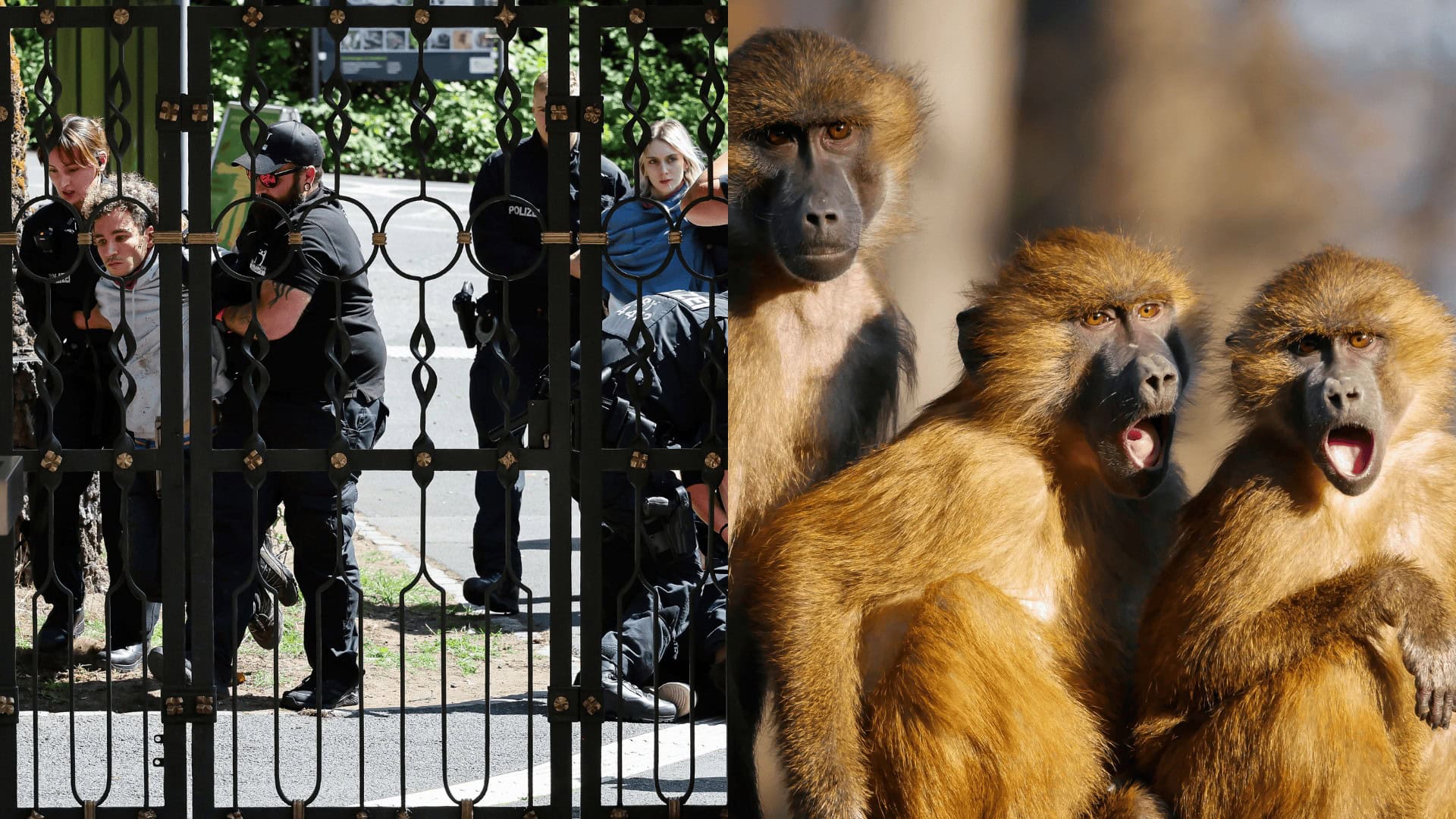 pavián, opica, paviány, opice, pavian, paviany