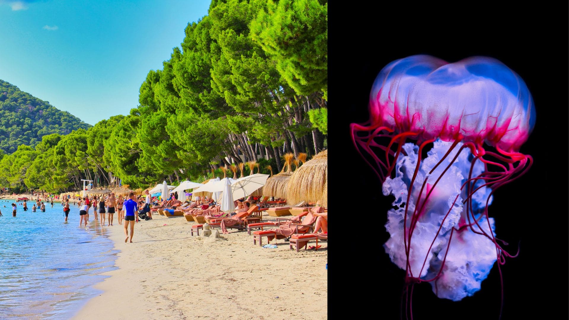 Dovolenkári pri mori, medúza