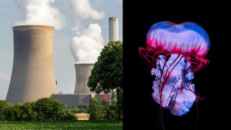 jadrová elektráreň, medúza