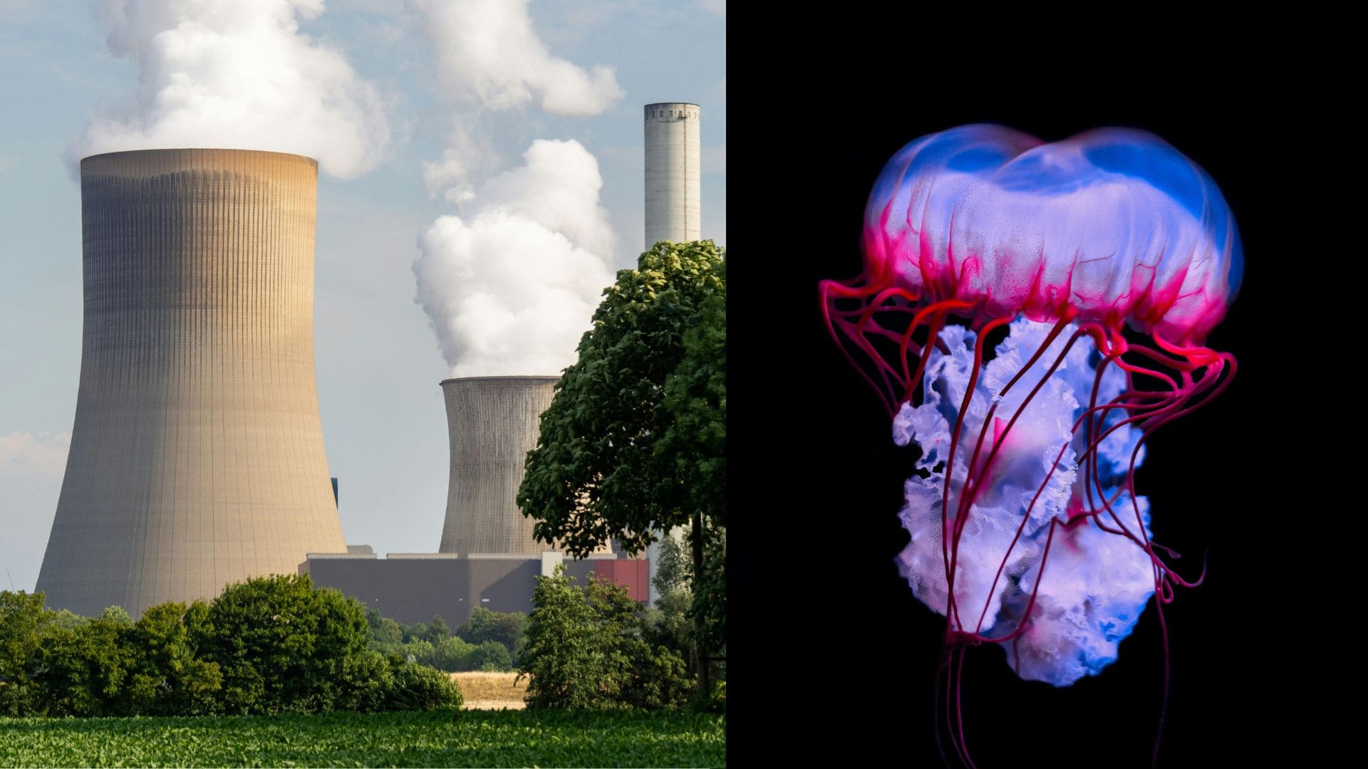 jadrová elektráreň, medúza