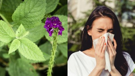 Ambrózia palinolistá, alergia, kýchanie