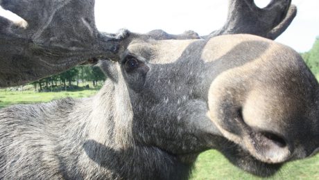Putovanie losa Emila