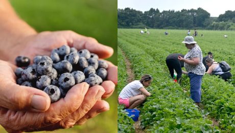 čučoriedky, samozber