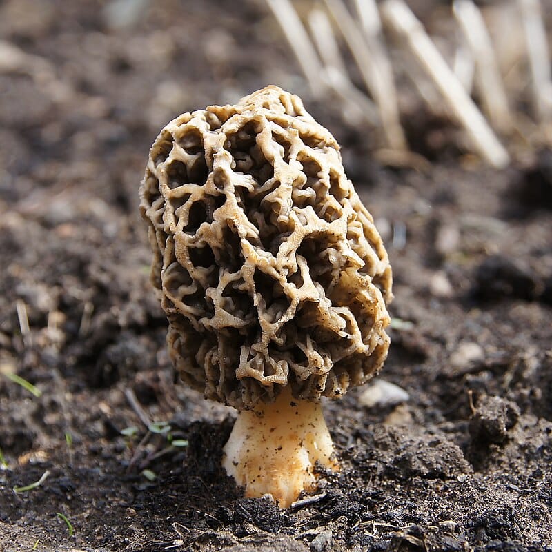Smrčok Morchella esculenta