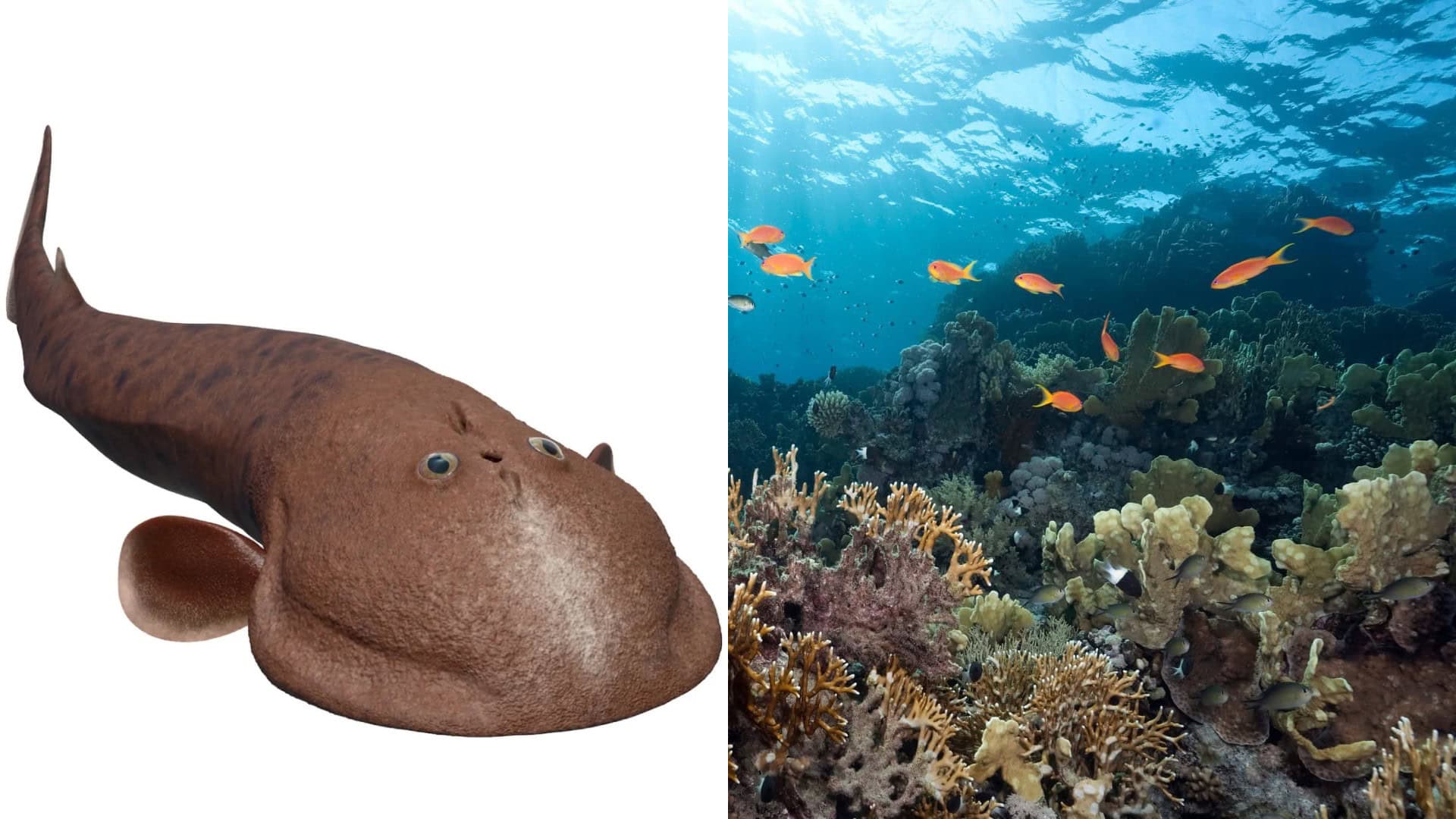 Norselaspis glacialis, oceán