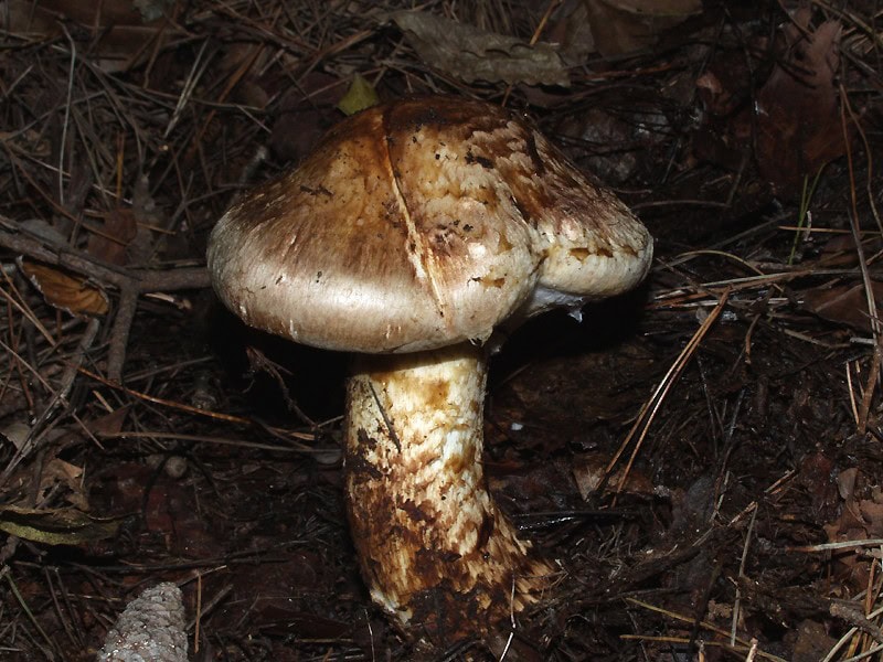 Čírovka (Matsutake)