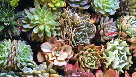 Živé lampy budúcnosti: