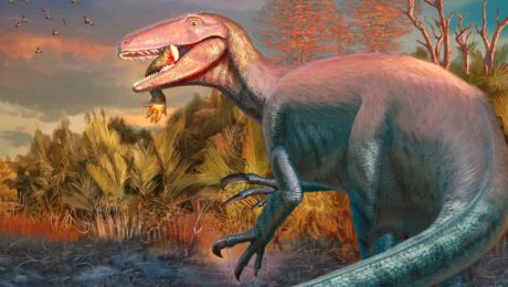Megaraptor Joaquinraptor casali