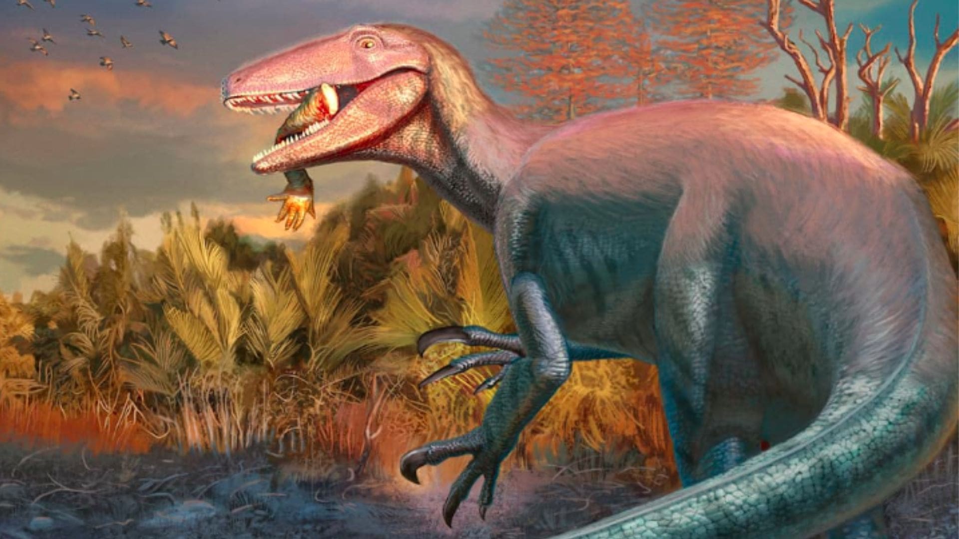 Megaraptor Joaquinraptor casali