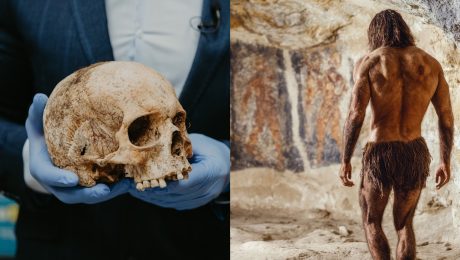 ľudská lebka, Homo Sapiens