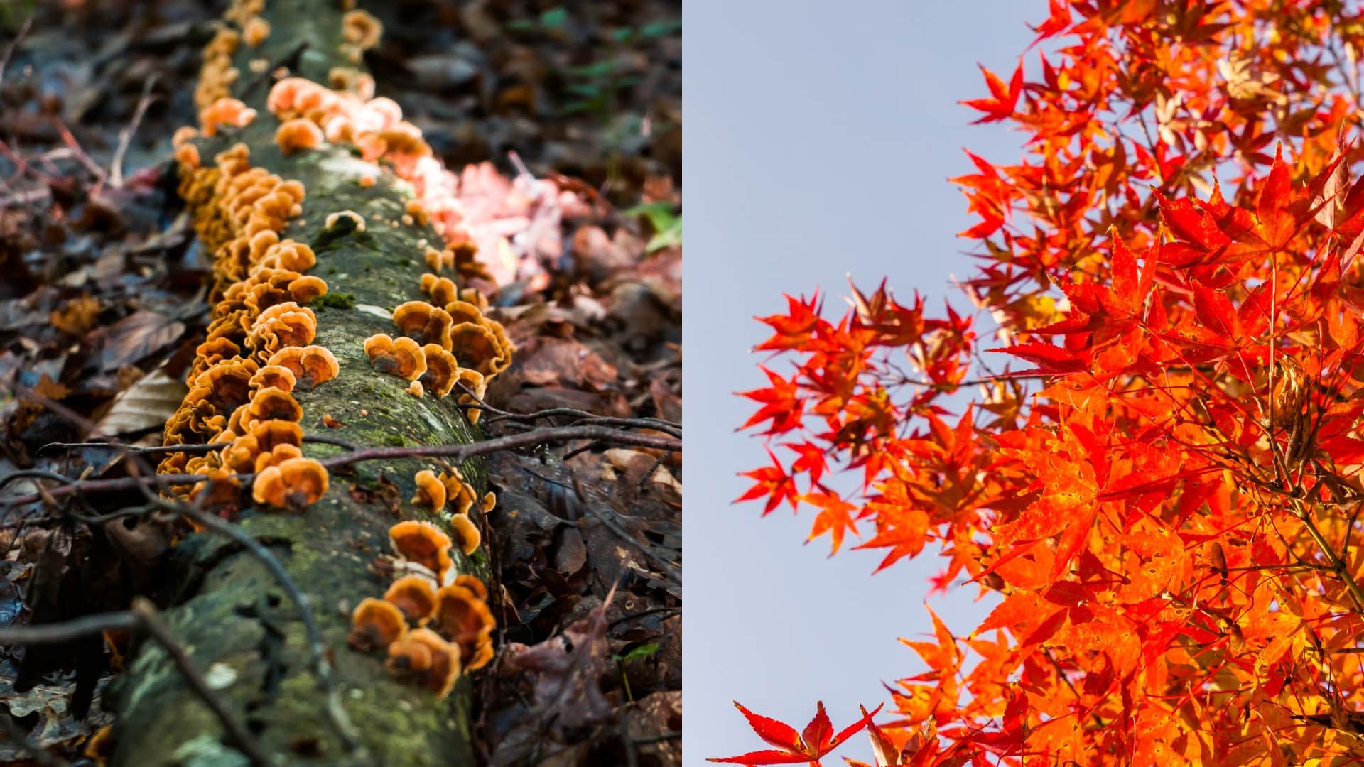 Cryptostroma corticale, javorový strom
