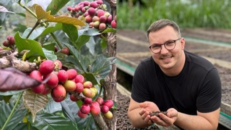 na snímke je káva, zber, zrná