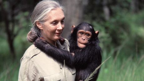 Jane Goodall