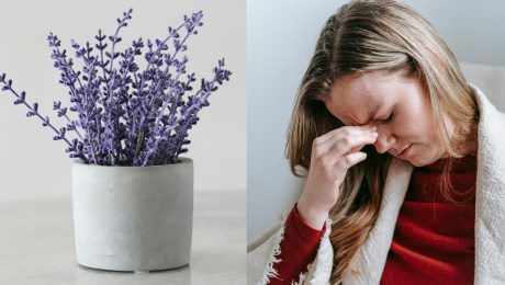 na snimke je migrena, levandula, bylinky