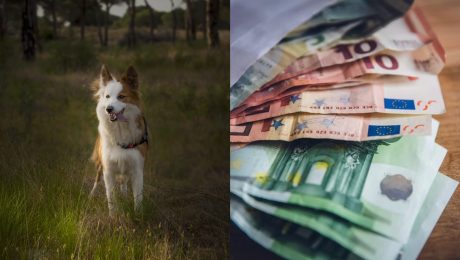 pokuta, pes, voľný pohyb psa