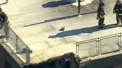 pád budovy new york