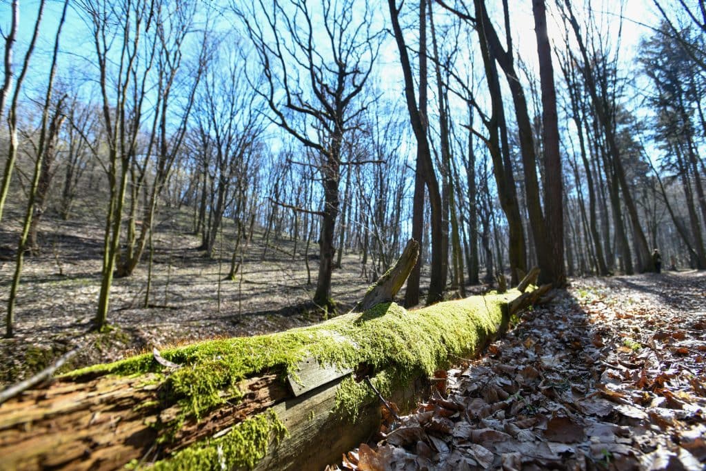 20250321_Prasnik_naucny_chodnik_1117250