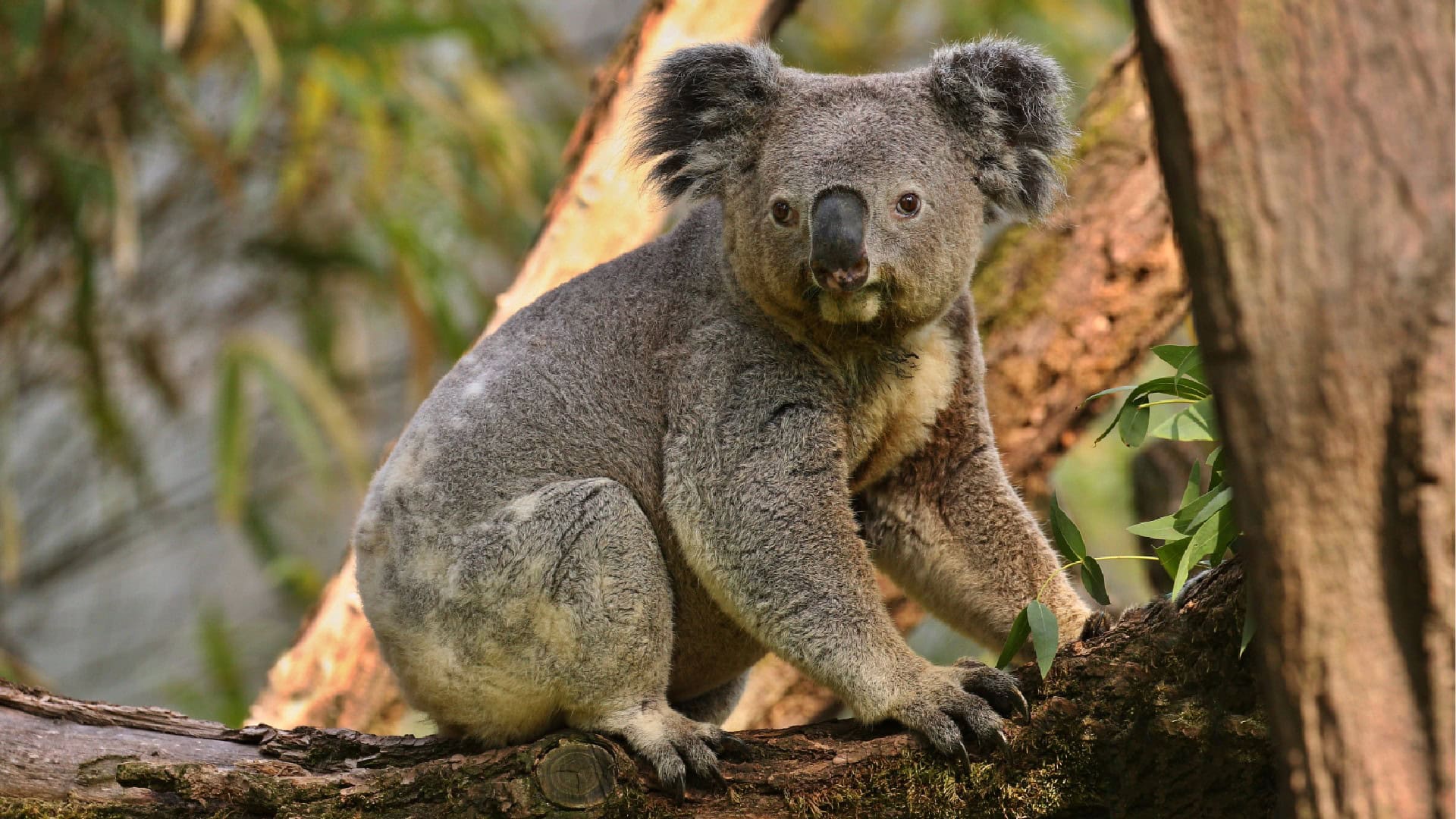 koala