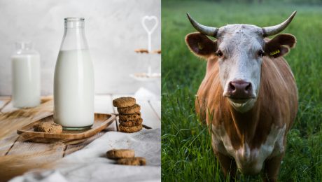 Mlieko bude pre Slovákov lacnejšie