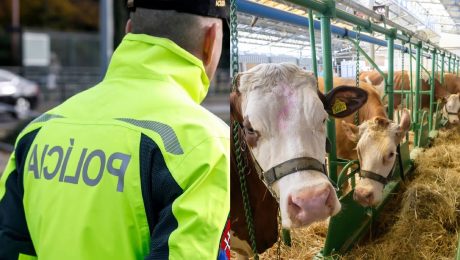 Polícia dementuje medializovaný