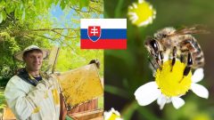 slovenský med