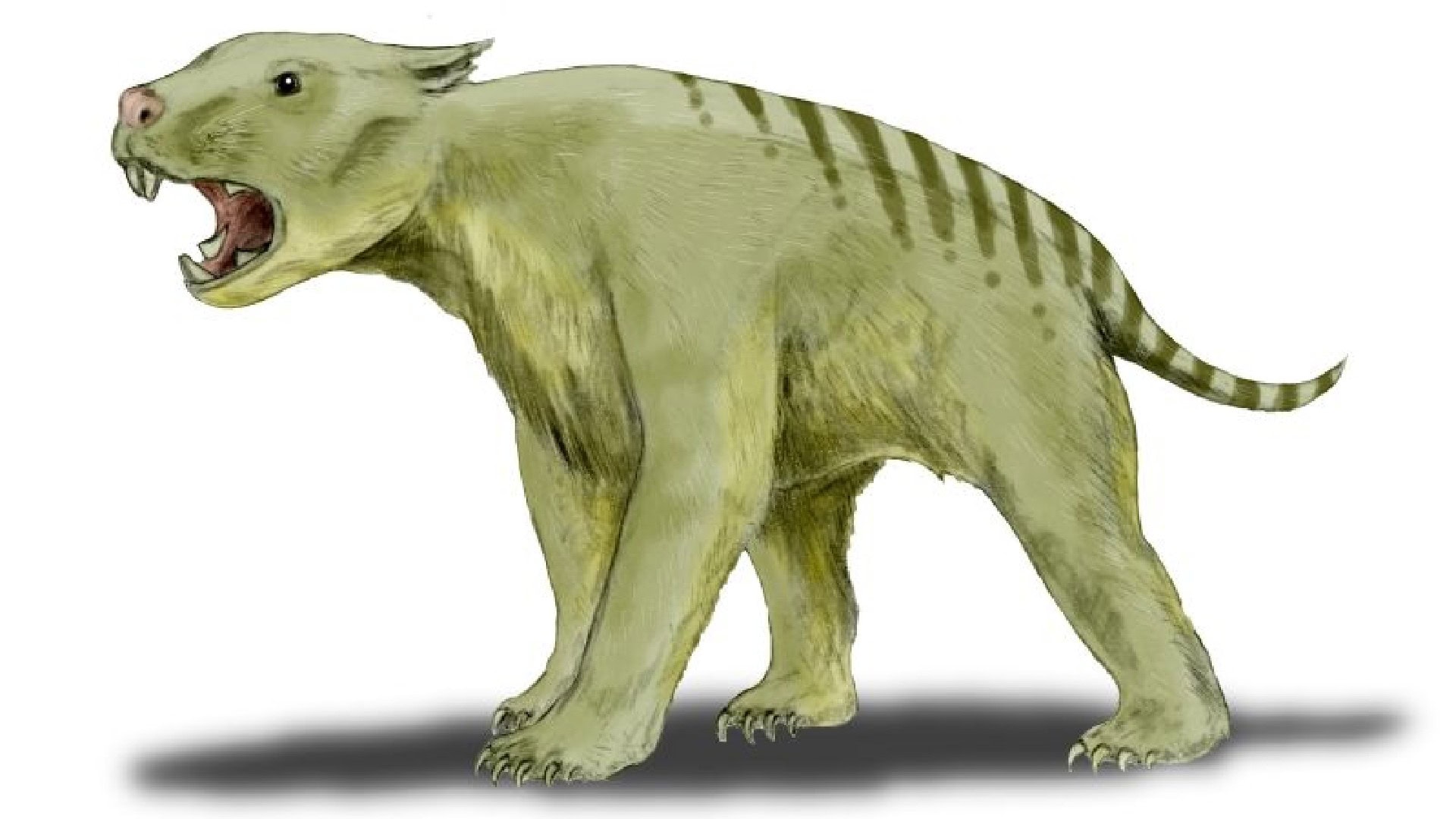 Thylacoleo carnifex