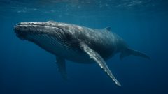 Vedci odhalili tajomstvo 200-ročnej veľryby, ktorá nestarne a nemá rakovinu. Jej bunky opravuje „studený“ proteín