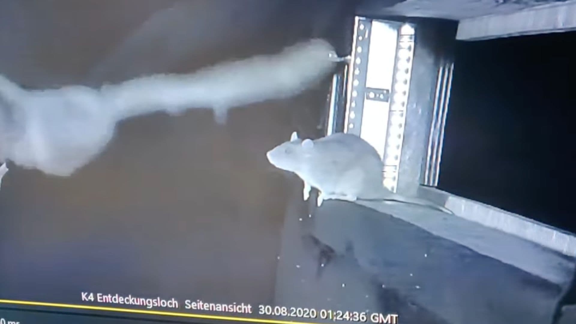 Potkany v Nemecku lovia netopiere priamo zo vzduchu