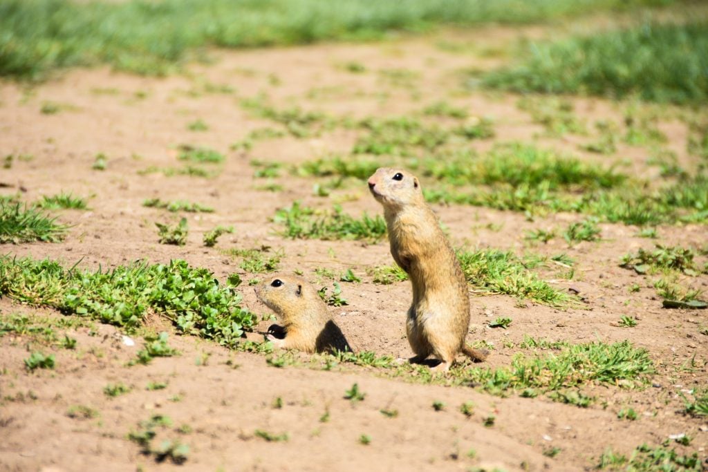 13042024_Muran_Obrovisko_rodinny_park_vznik_12034522