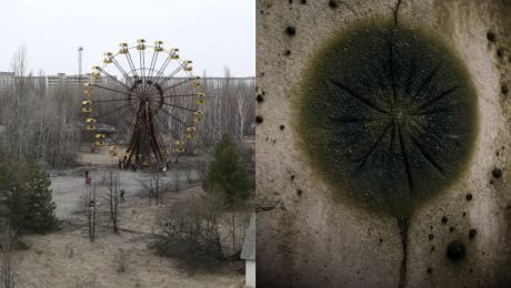 Scientists have identified a black fungus growing on the radioactive remains of the Chernobyl nuclear reactor