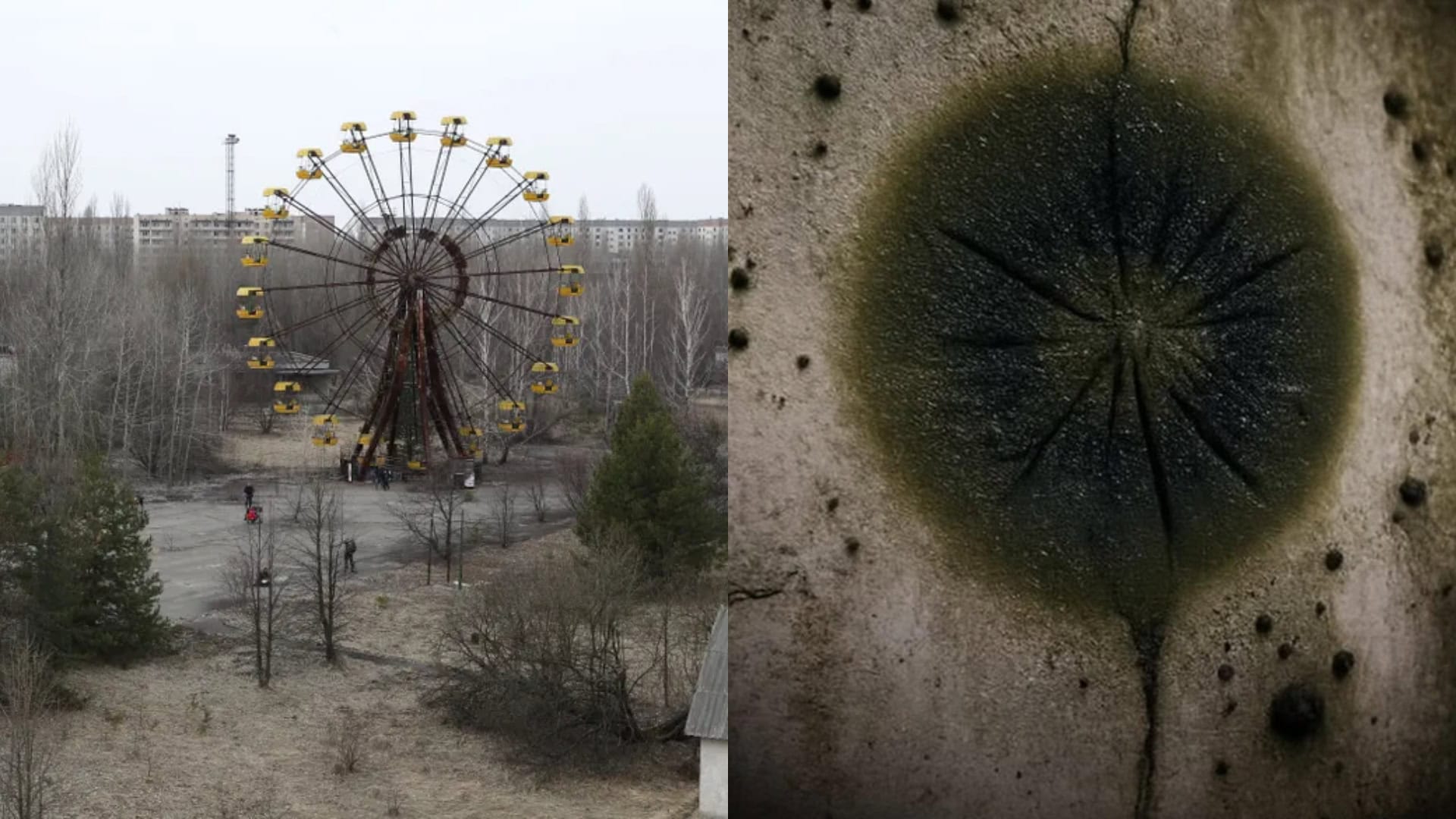Scientists have identified a black fungus growing on the radioactive remains of the Chernobyl nuclear reactor