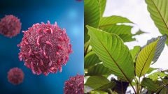 Vedci objasnili tajomstvo rastlín. Vzácna molekula proti rakovine už nie je záhadou