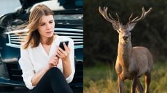 Stret so zverou na cestách ťa môže stáť tisíce eur. Jeden detail v zmluve rozhoduje, či budeš škodu platiť sám