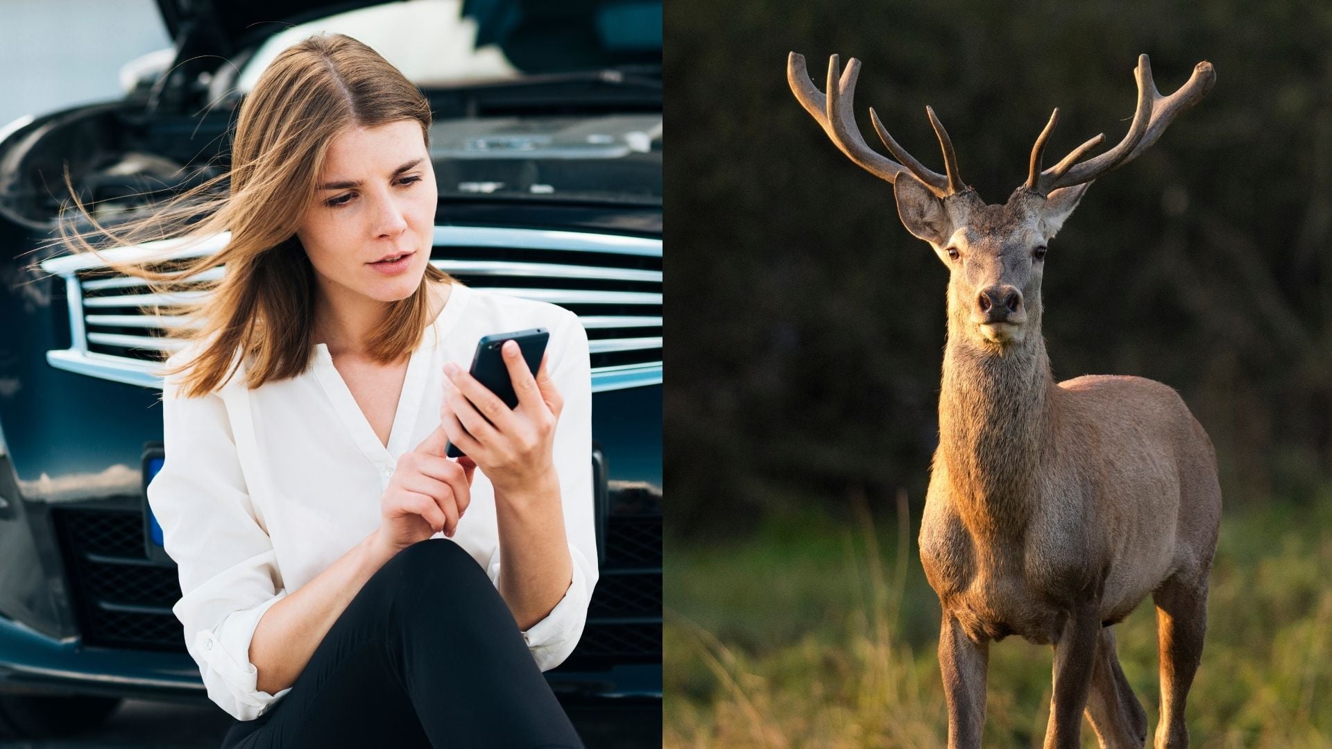 povinné zmluvné poistenie na auto, stres s divou zverou