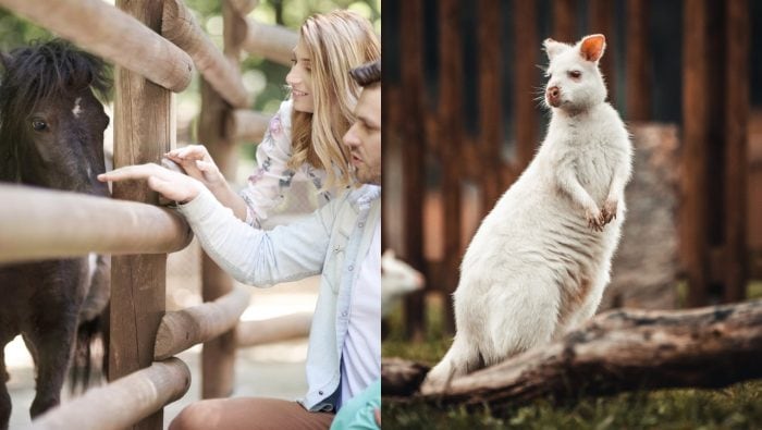 Zoo, klokan červenokrký