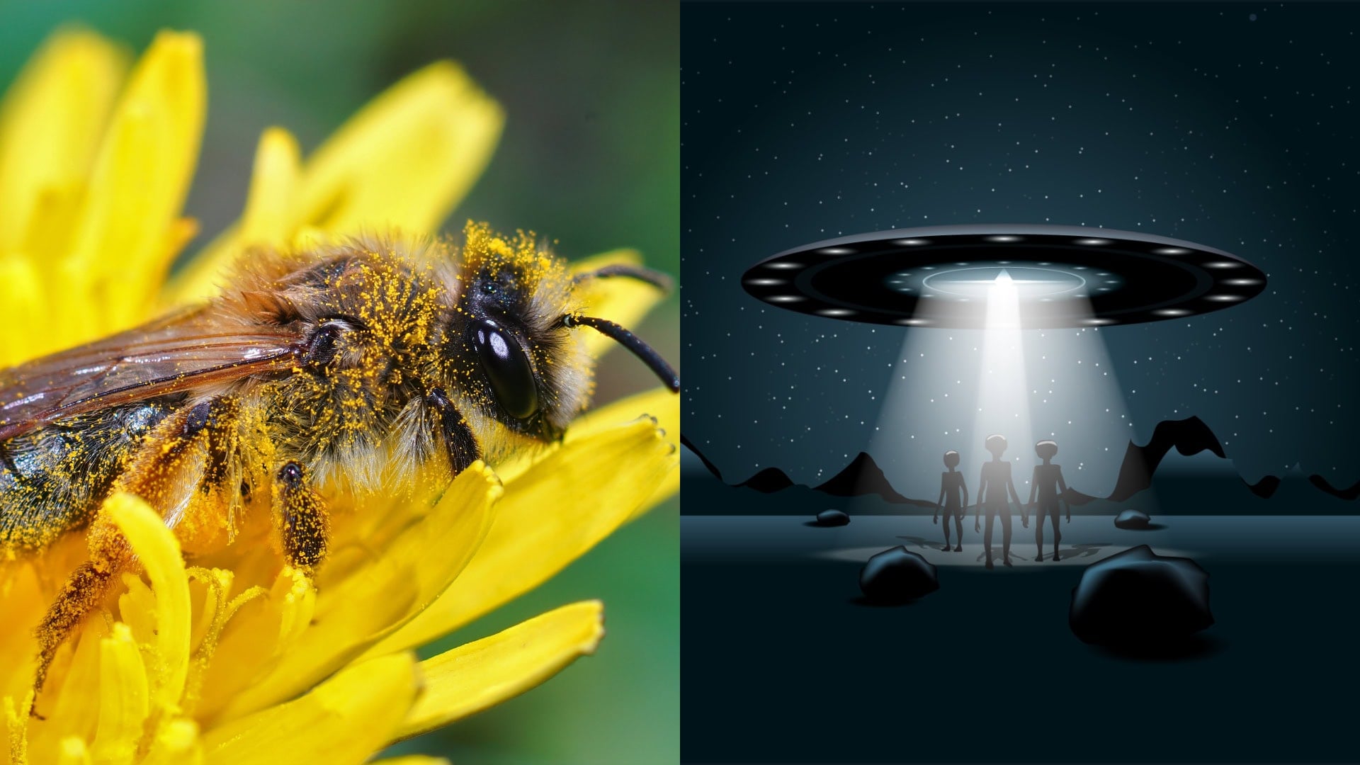 Na prvej snímke sa nachádza včela a na druhej mimozemšťania.