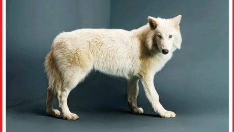 Firma, ktorá „oživila“