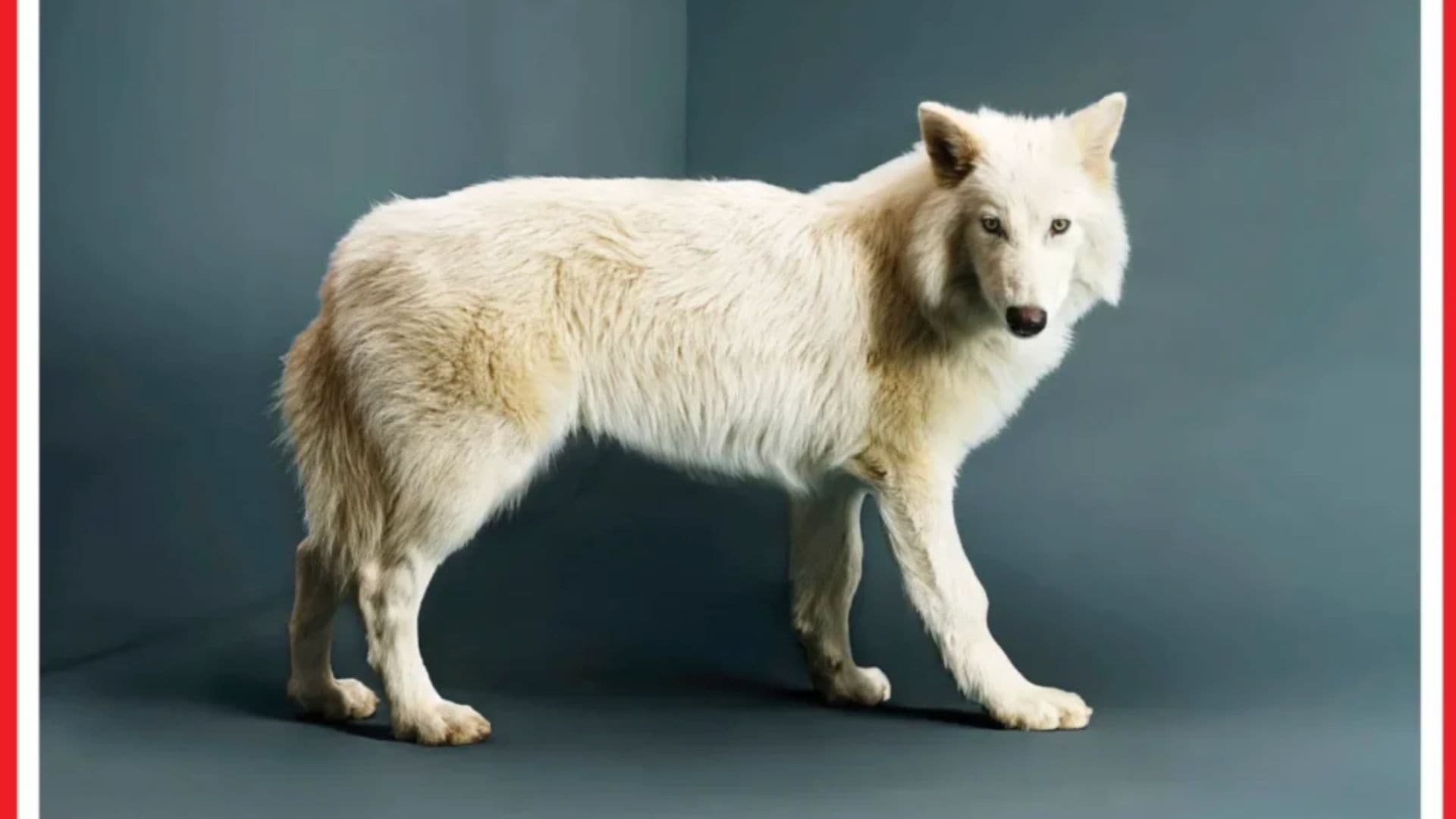 Firma, ktorá „oživila“ vyhynutého vlka, buduje v Dubaji genetický trezor pre celé planéty