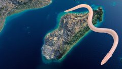 Shai-Hulud existuje: Na Madagaskare našli nový druh jašterice, ktorá „pláva“ v piesku ako z Duny