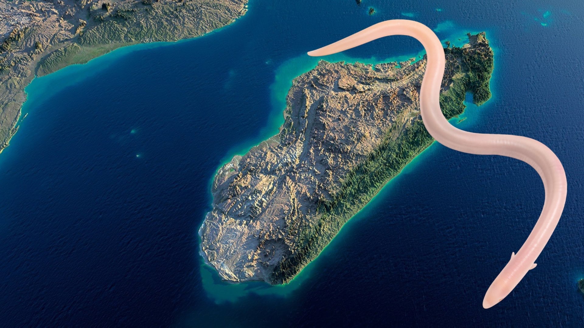 Madagaskar, Voeltzkowia shaihulud