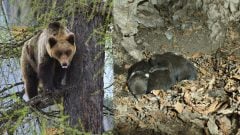 Mladík čelil útoku medveďa, aby zachránil otca. Po tragédii našli v brlohu mláďatá