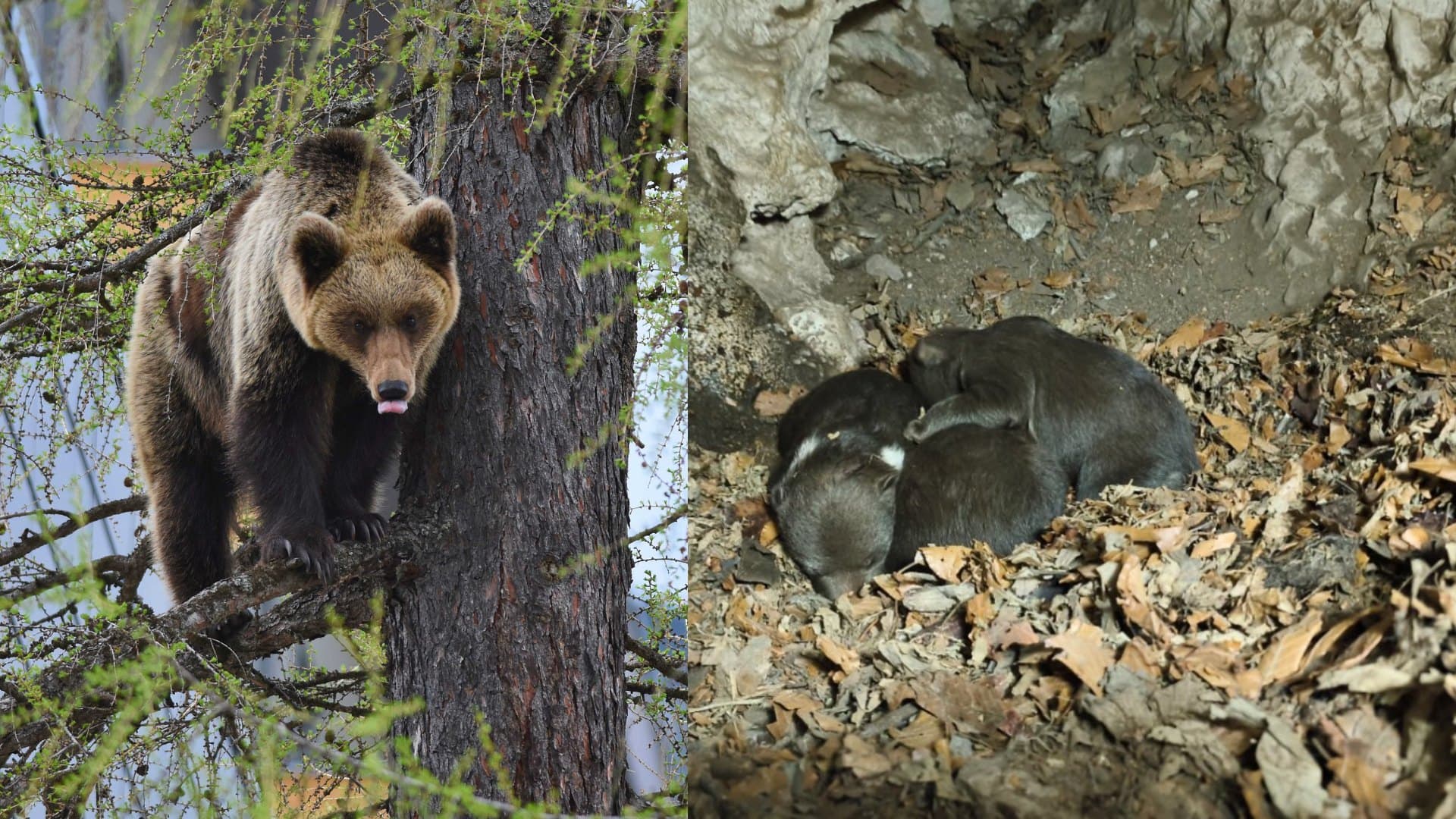 Medvedica napadla otca so synom, zviera zastrelili