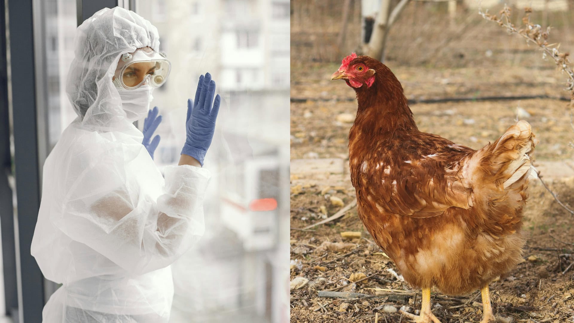 na snimke je vtacia chripka