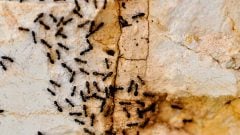 Pašeráci objavili nový biznis: Z Kene vynášajú vzácne mravce. Na čiernom trhu zarábajú stovky dolárov