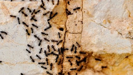 mravce, ants, mravec