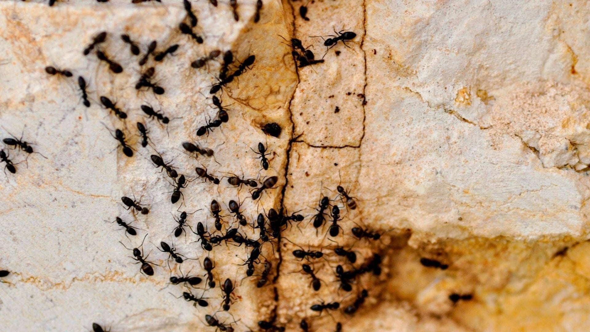 mravce, ants, mravec