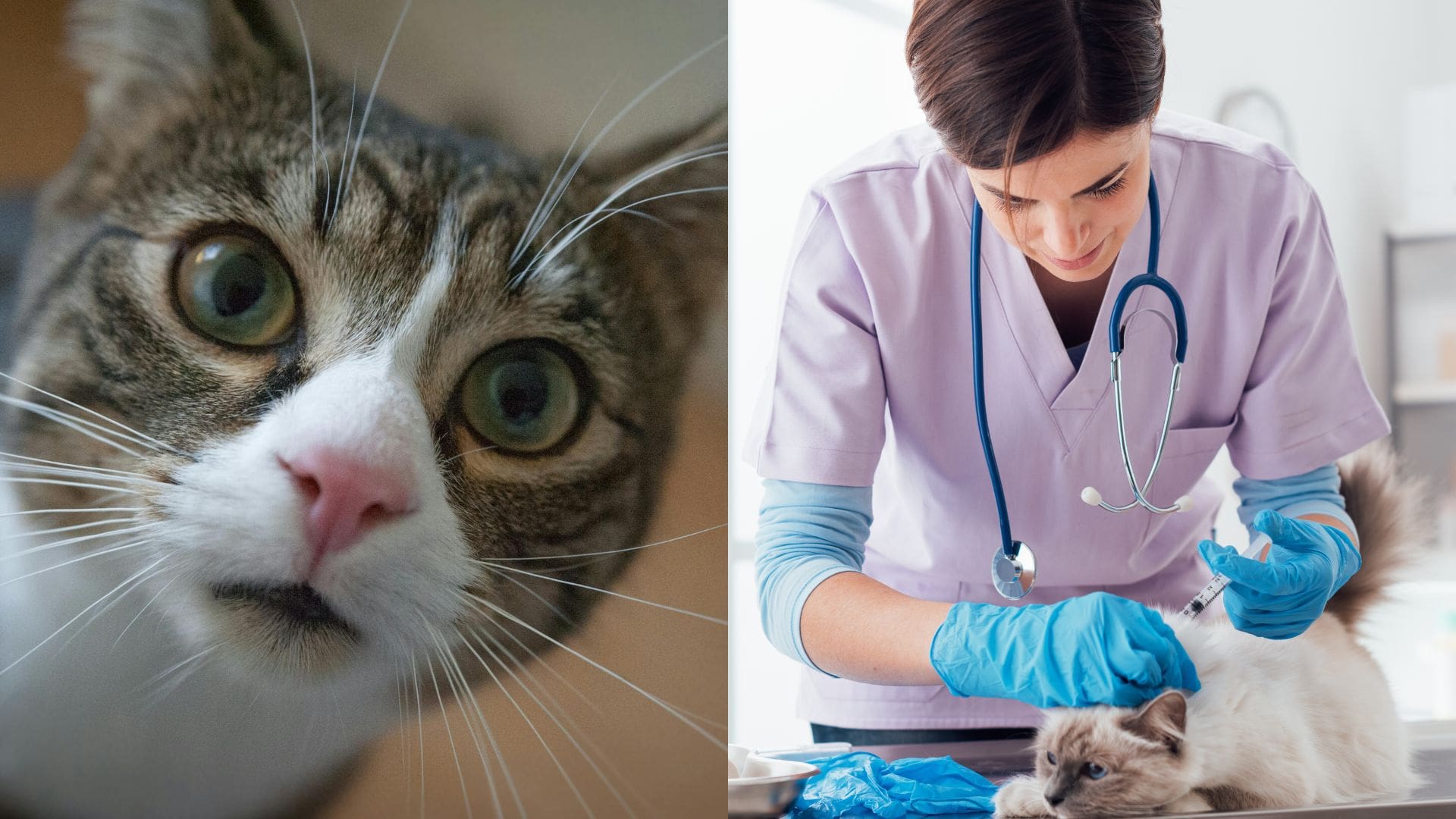 Vedci odhalili najjednoduchší spôsob, ako môže tvoja mačka žiť dlhšie